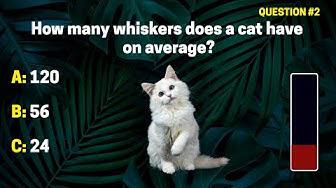 'Video thumbnail for Interesting Animal Facts Quiz | Multiple Choice'