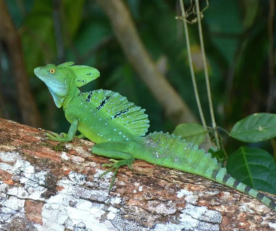 green basilisk lizard running on water